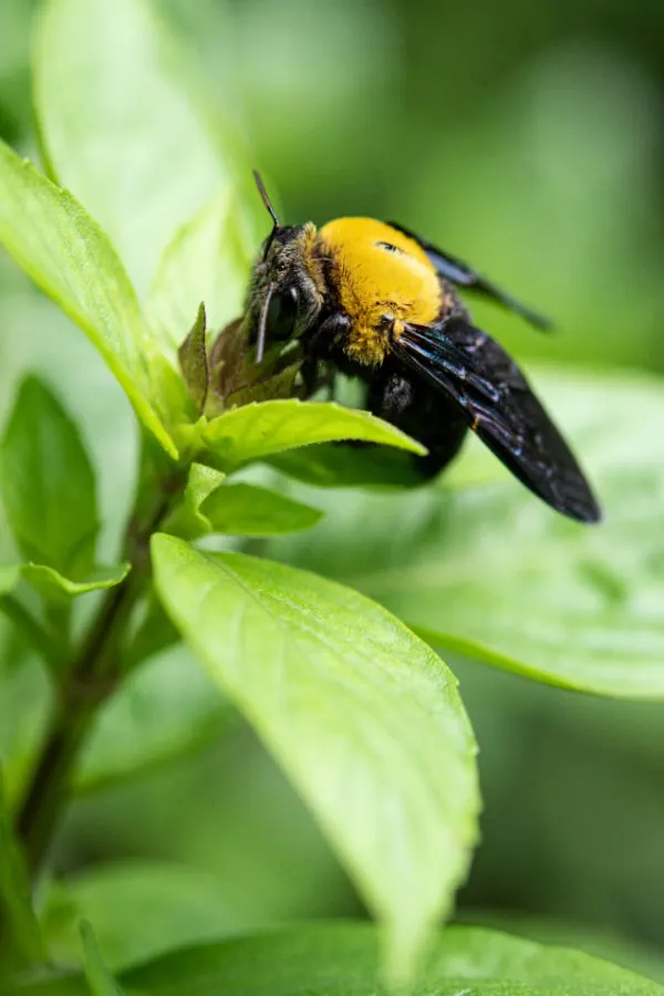 carpenter bees pollinating