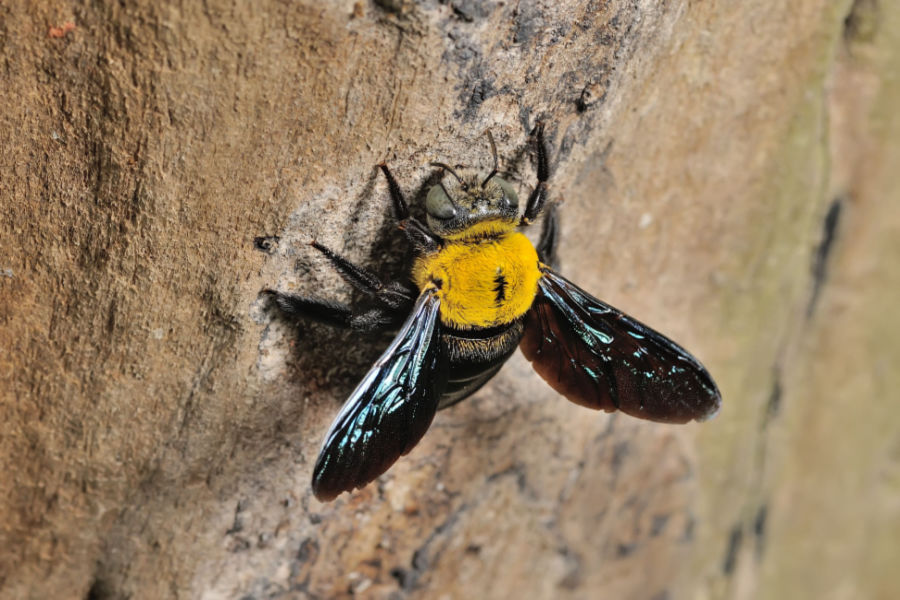 How To Stop Carpenter Bees - And The Damage They Cause!