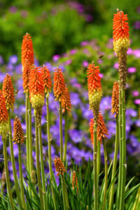 How To Grow Torch Lily - A Fiery Perennial With Stunning Blooms!