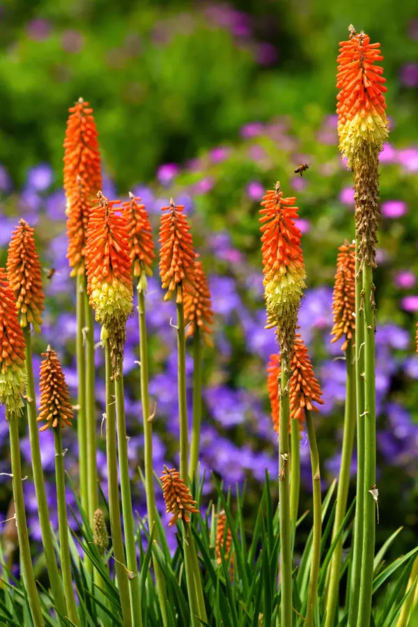 Torch lily in front of purple flowers