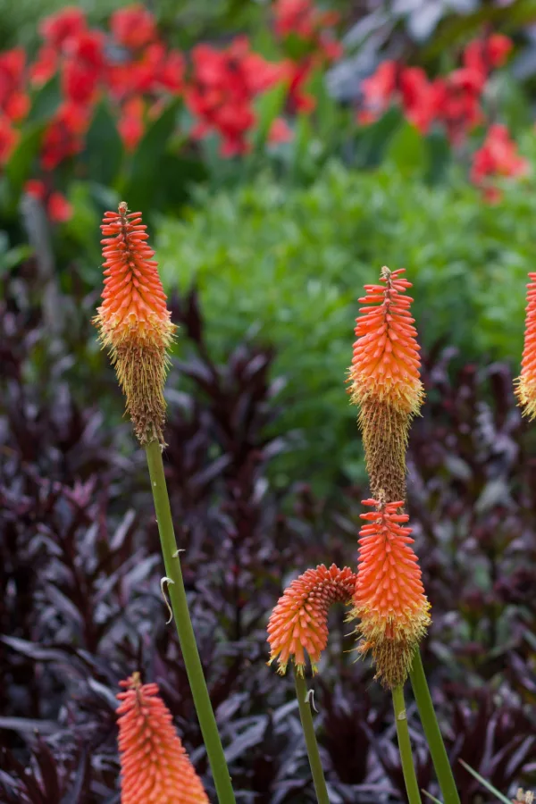 Torch lilies growing with red, purple, and green plants in the background.