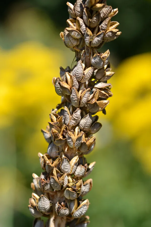 A dried flower stalk with many seeds left on it.