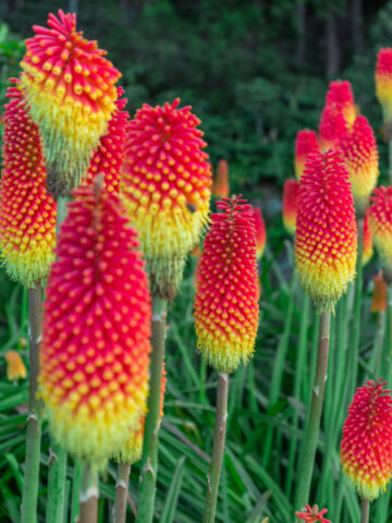 red and yellow torch lily plants