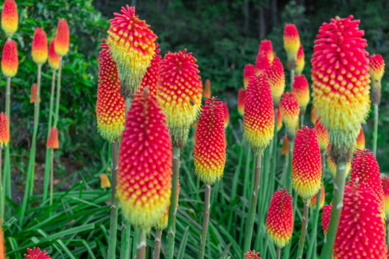 red and yellow torch lily plants