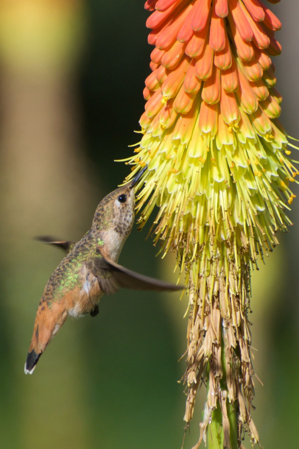 A hummingbird feeding from a flower.