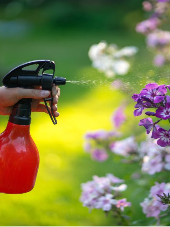 how to use neem oil