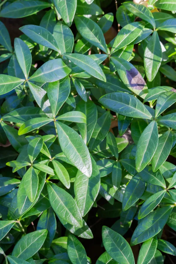 The foliage of a non-blooming vinca plant
