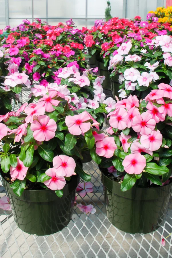 vinca plants growing in small pots. 