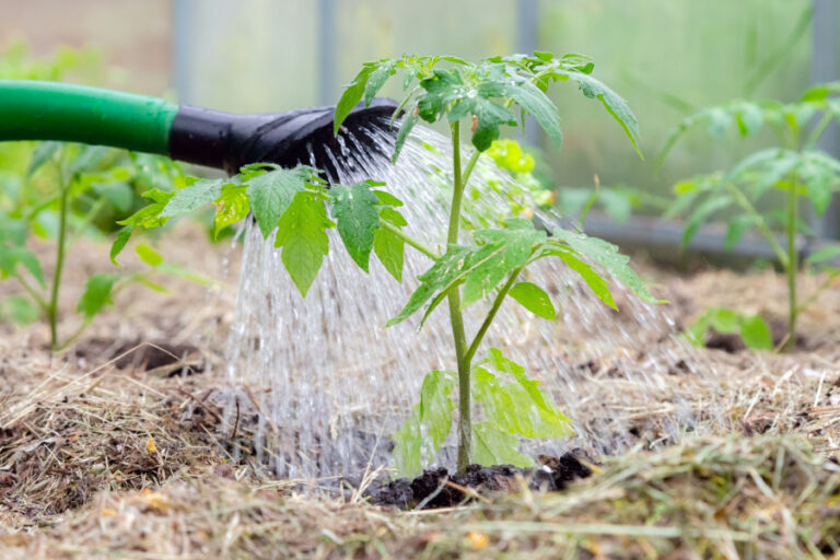 A green watering can watering a young tomato plant.