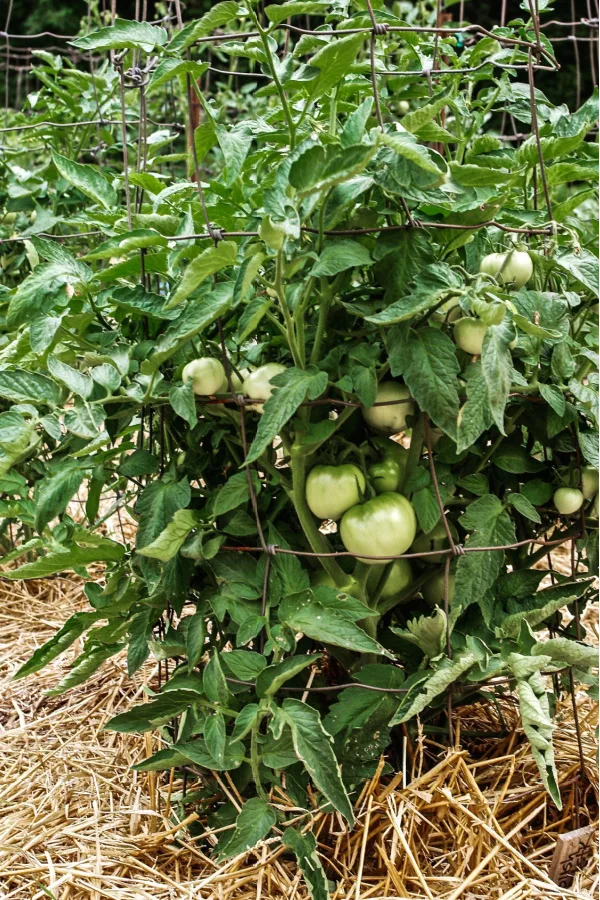 Straw being used as mulch