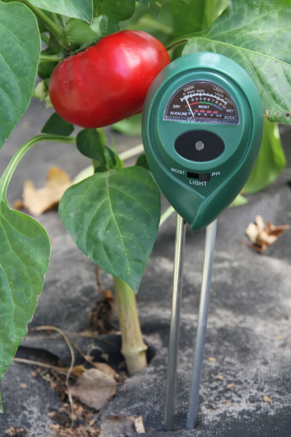A tomato plant with a soil moisture meter near.
