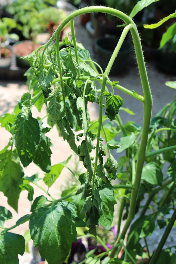 A tomato plant that has been underwatered and is starting to wilt