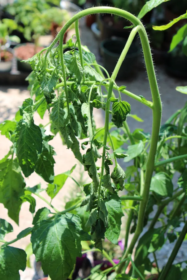 How To Water Tomato Plants When To Water And When Not To!