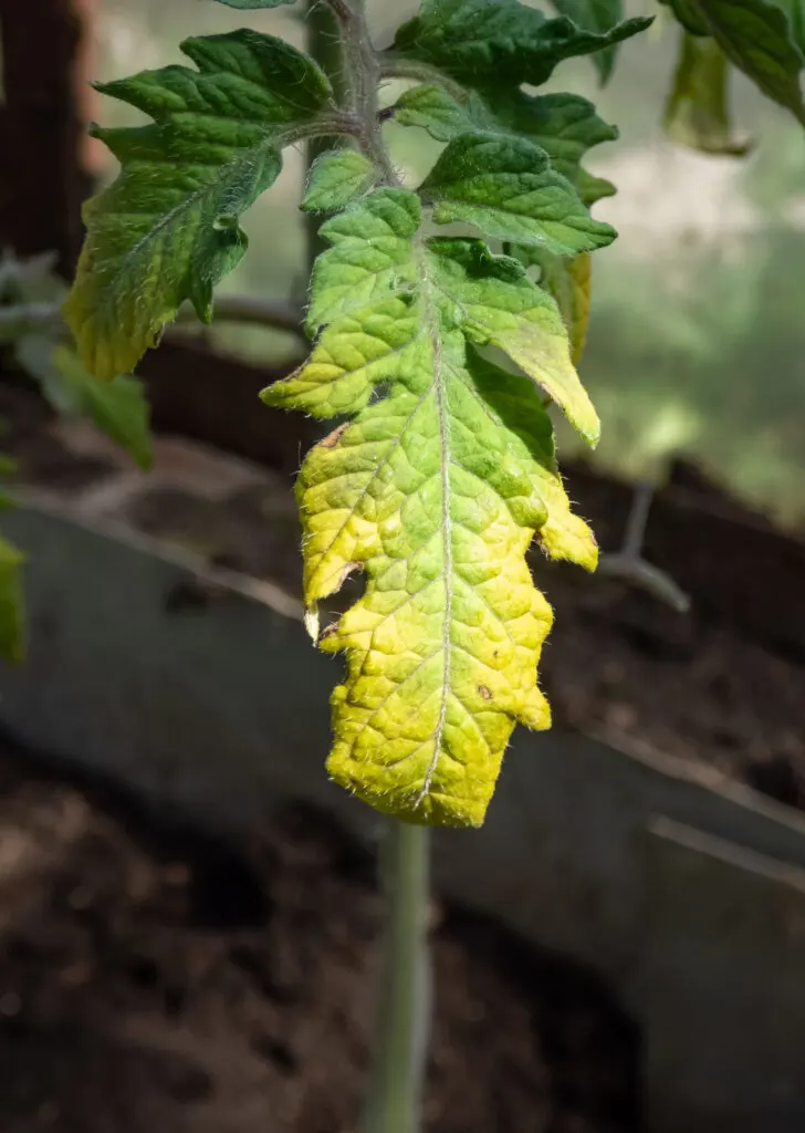 yellowing leaves