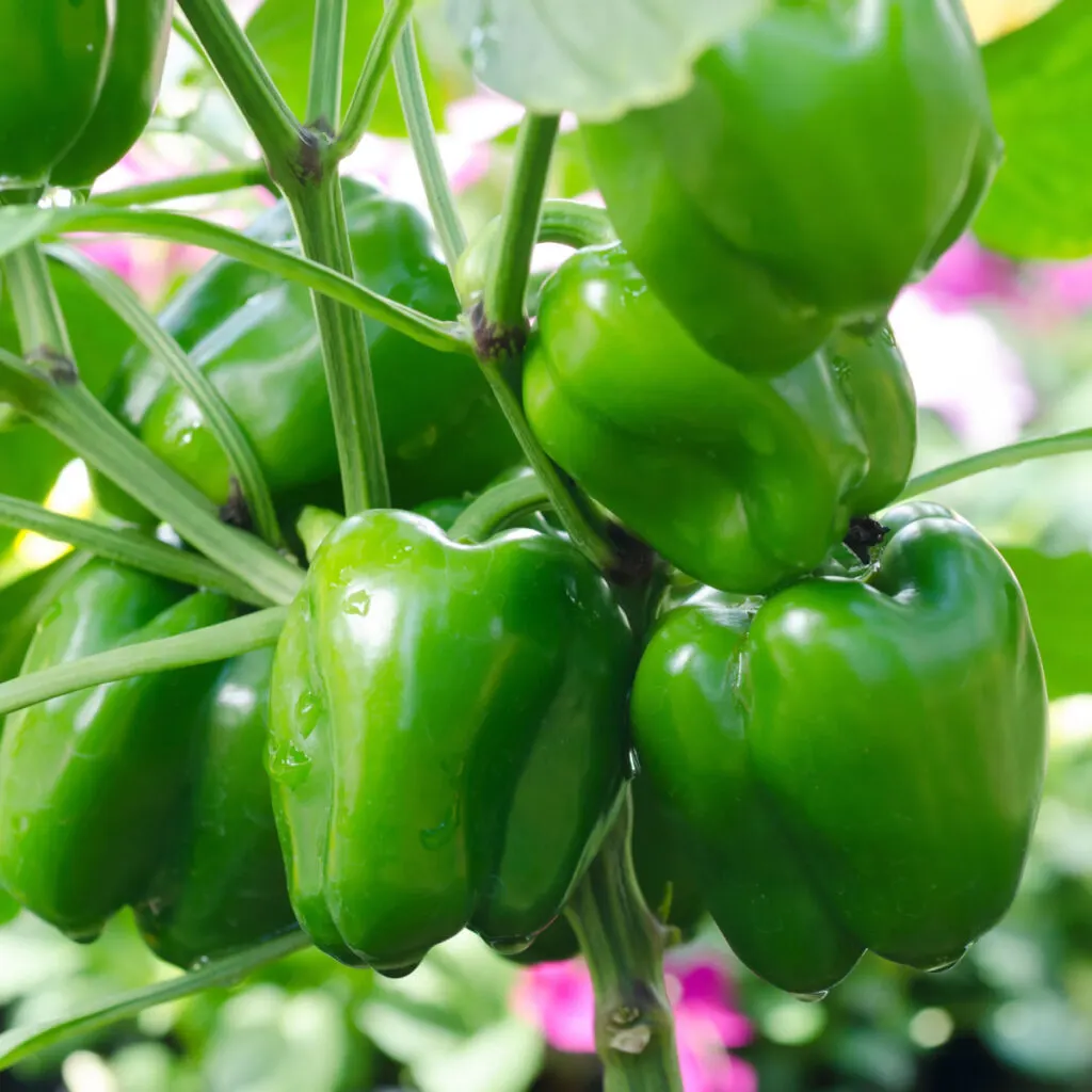 bell pepper plant