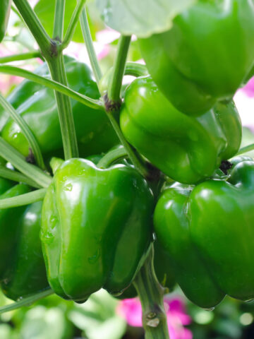 Several ripe bell peppers growing on a plant.