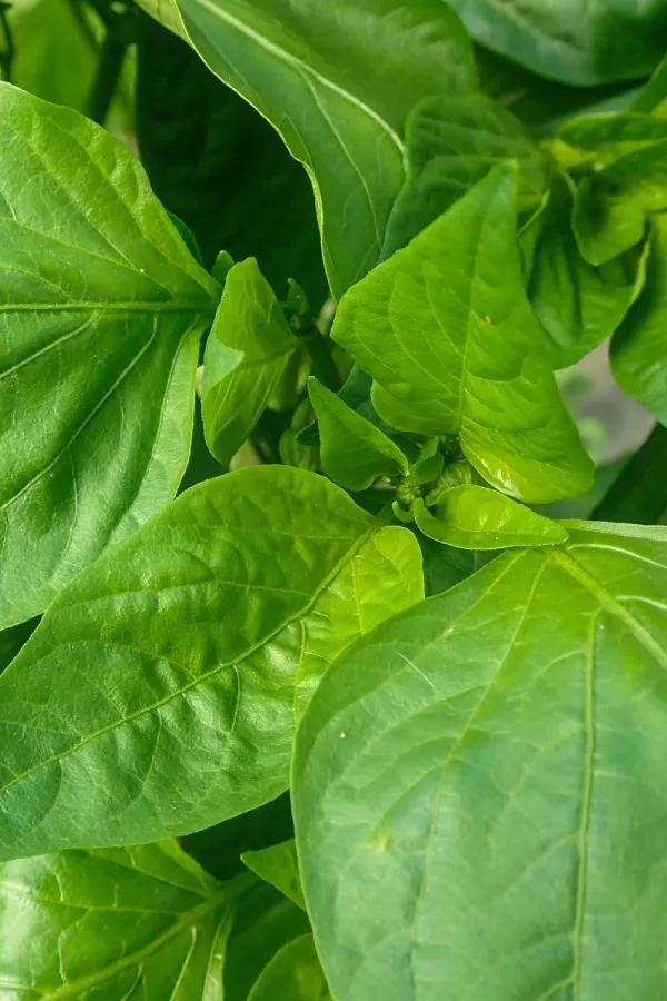 A plant with only green foliage and no blooms. 