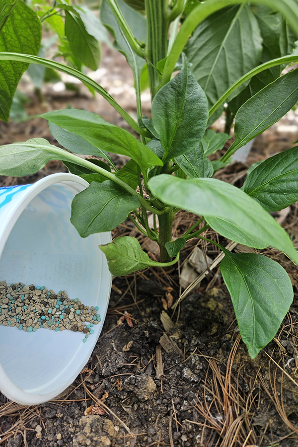 Granular fertilizers being spread on the soil around a pepper plant.