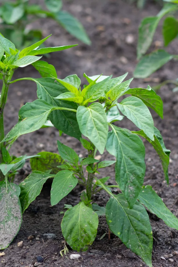 A young plant with no blooms. 