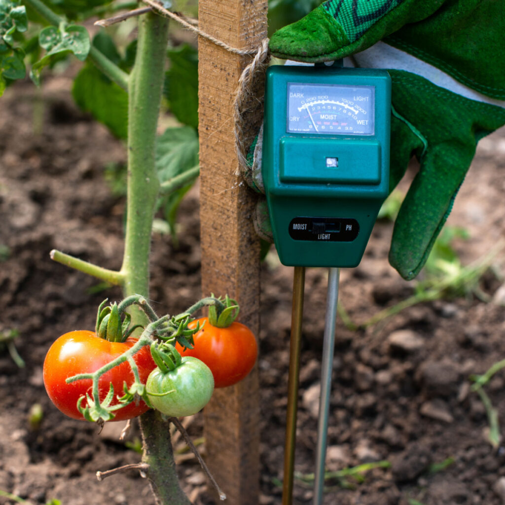 A moisture meter next to a tomato plant with ripe tomatoes on it. 