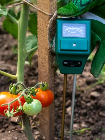 A moisture meter being used next to a tomato plant.