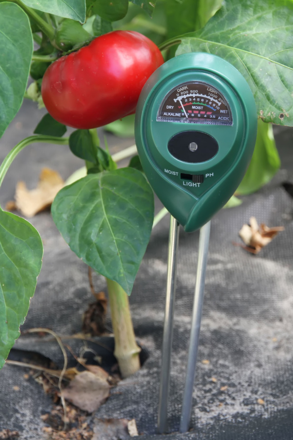 A moisture meter probe next to a stem of a plant. - how to know when to water