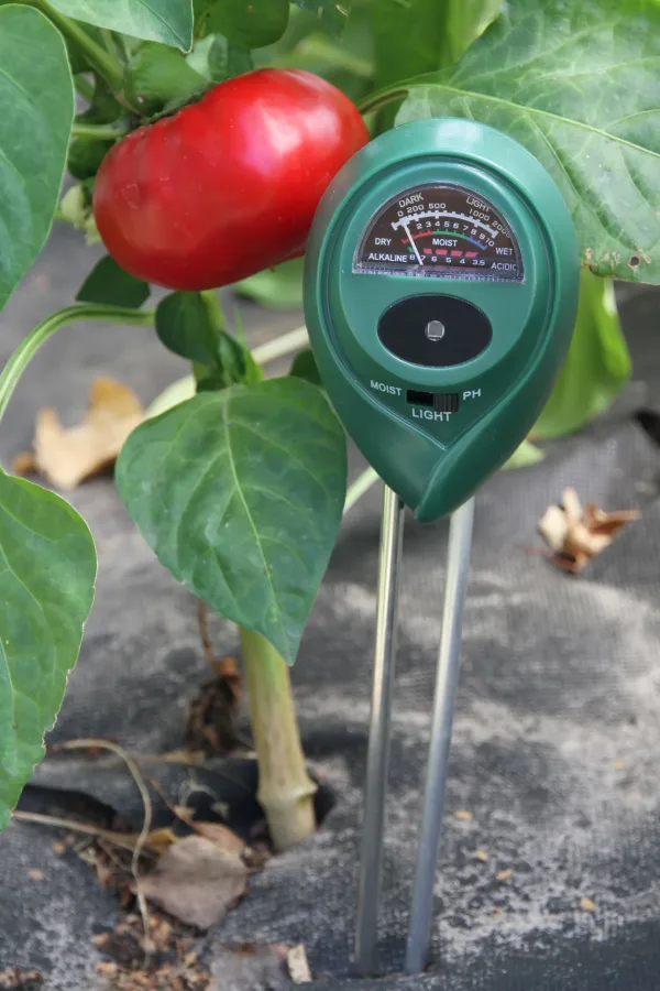 A moisture meter probe next to a stem of a plant. - how to know when to water