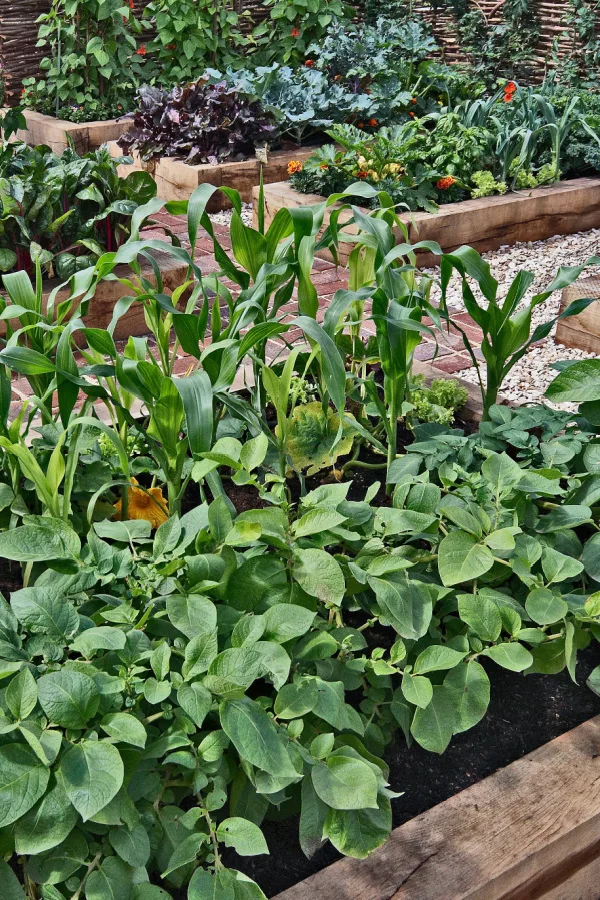 Raised beds with different vegetables growing in each.