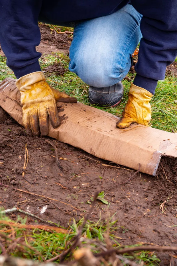 Someone unrolling a piece of cardboard to reveal bare soil underneath. 