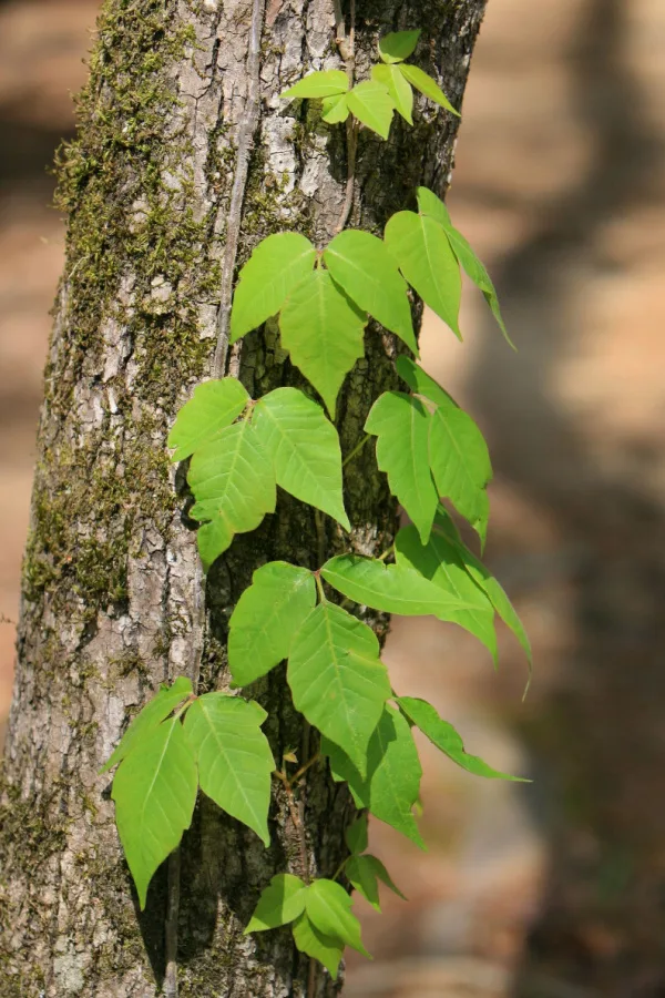 Poison ivy vines going up a tree.