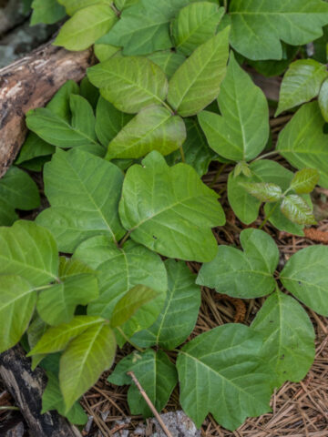 Poison ivy plants growing in the timber