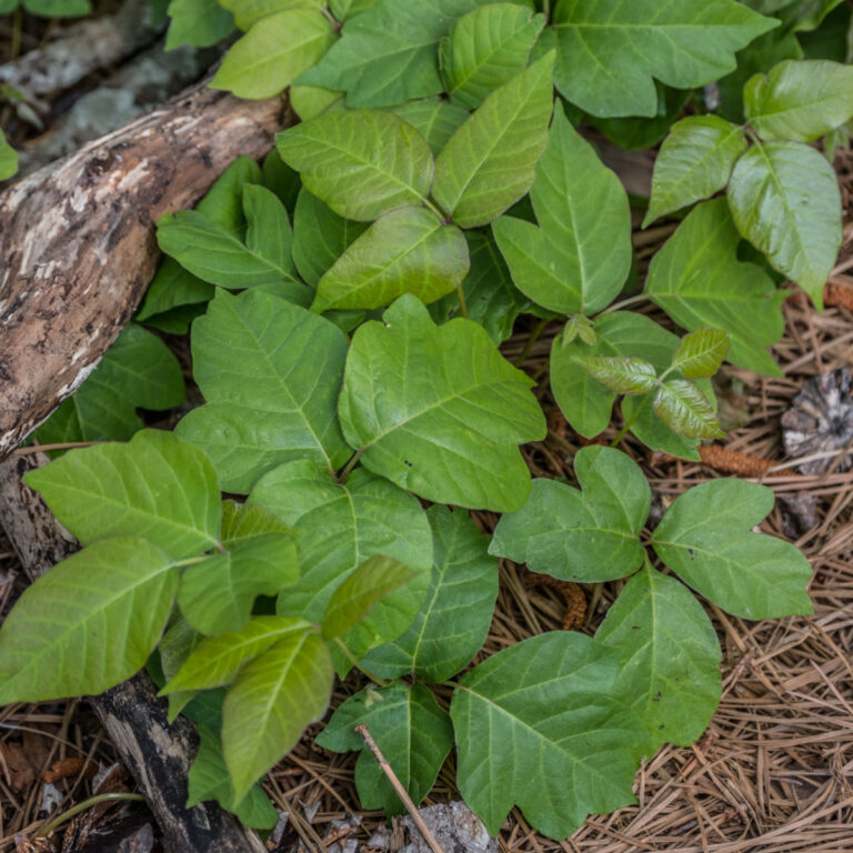 Poison ivy plants growing in the timber