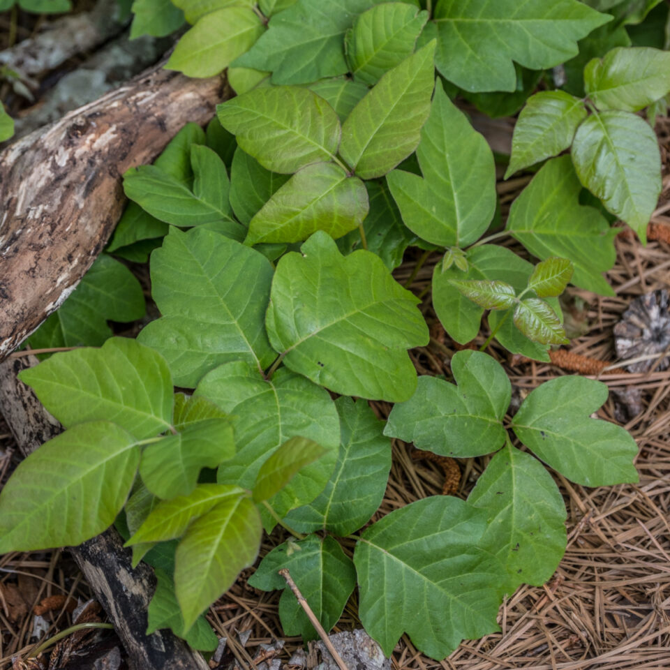 How To Get Rid Of Poison Ivy Plants - For Good!