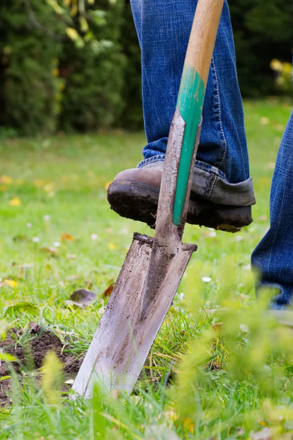 A man pushing a shove into the ground. 