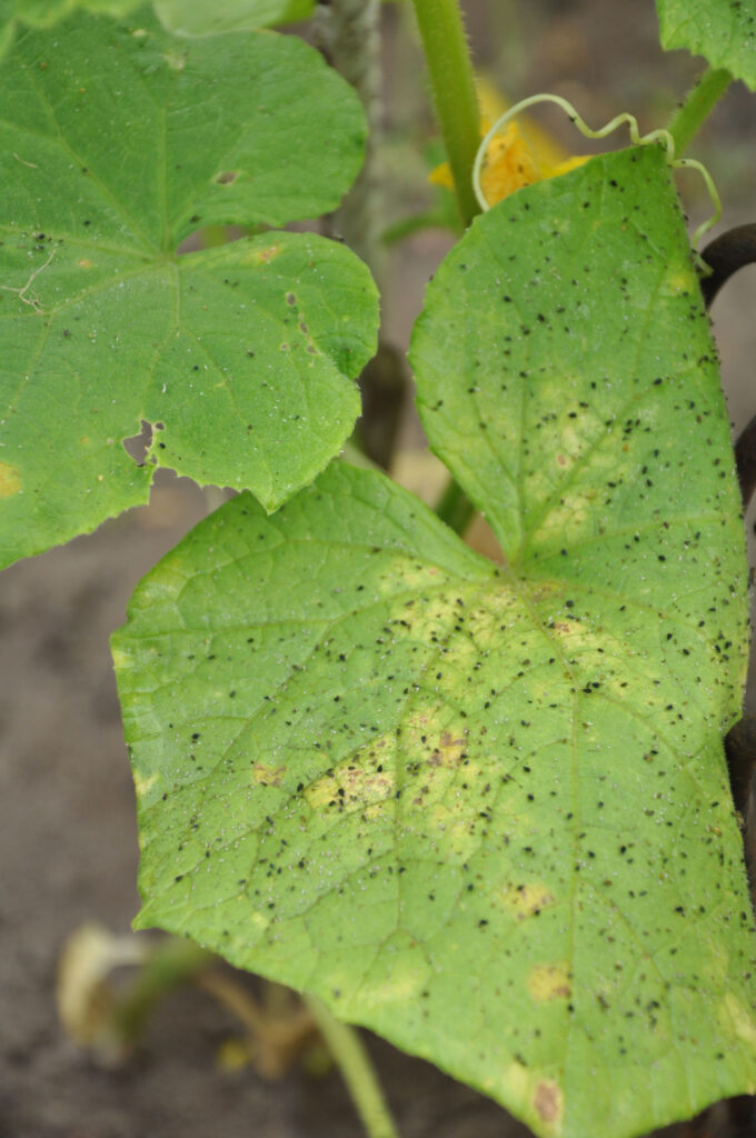 aphid damage - cucumber plants