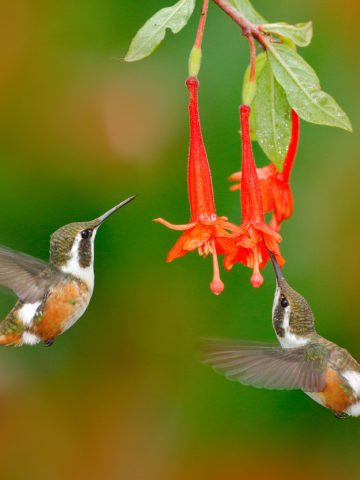 attract hummingbirds