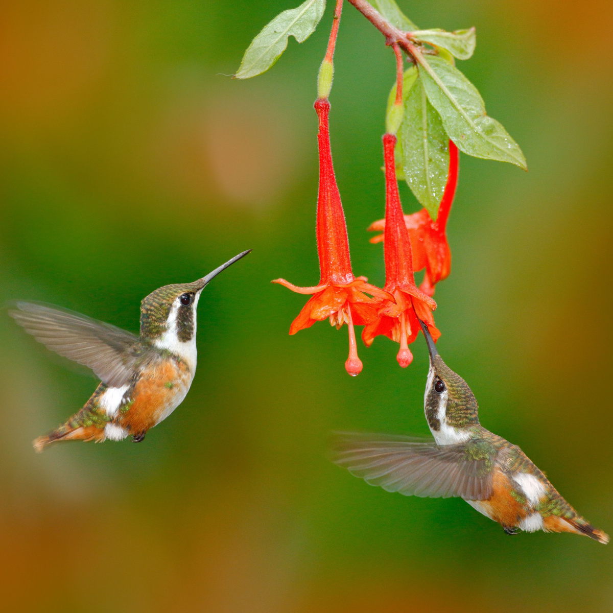 attract hummingbirds