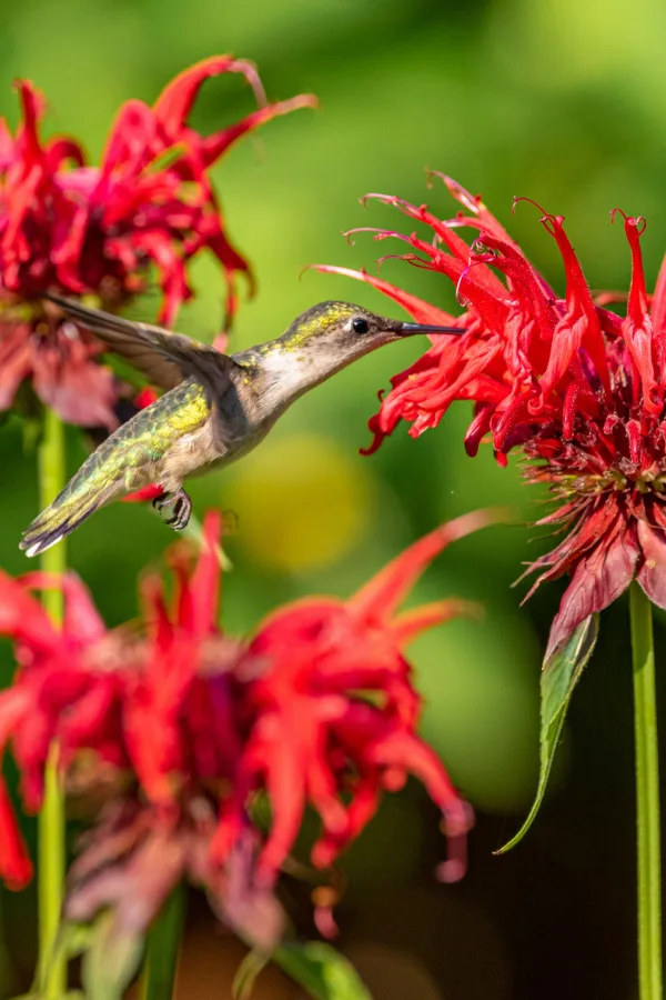 deer resistant - bee balm