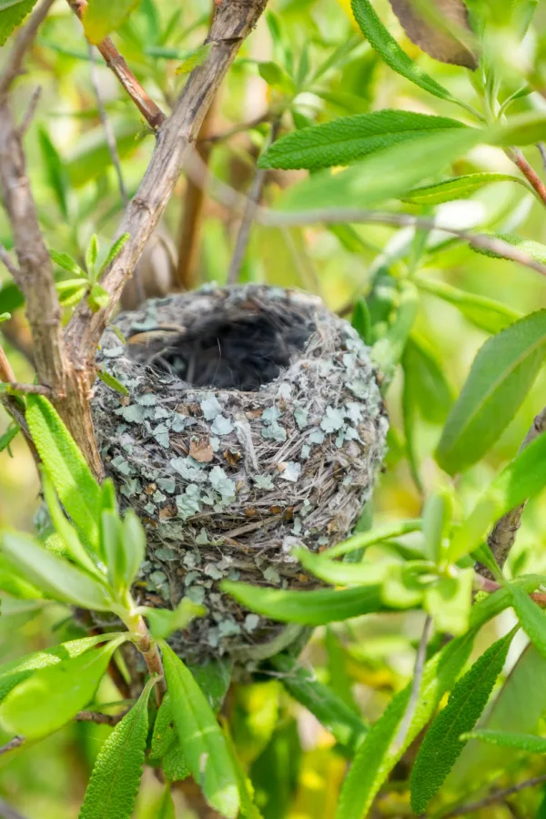 A hummingbird nest in a shrub.