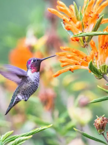 hummingbird feeding on a orange flower