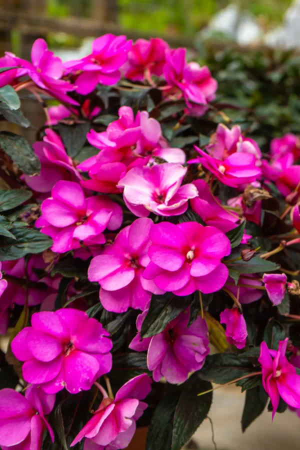 Purple impatiens blooming