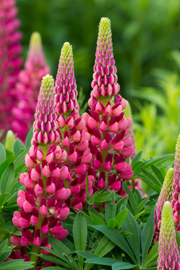 bright pink lupines