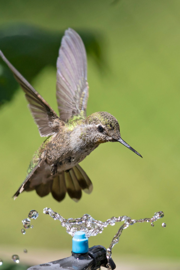 A hummingbird hovering over a small sprinkler. 