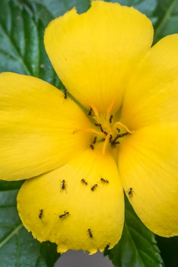 Ants all over a yellow flower