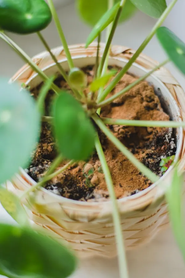 Cinnamon sprinkled on the soil of a houseplant to repel pests