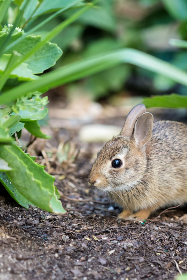 Use cinnamon to repel bigger pests like rabbits and rats. This is a rabbit in a garden space. 