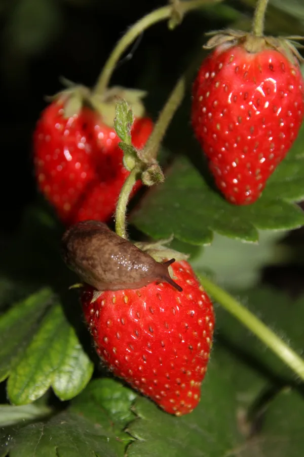 Strawberries being eaten by slugs.