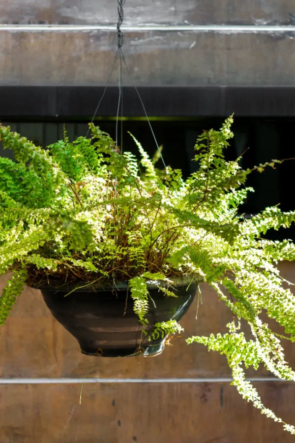 ferns in sunlight