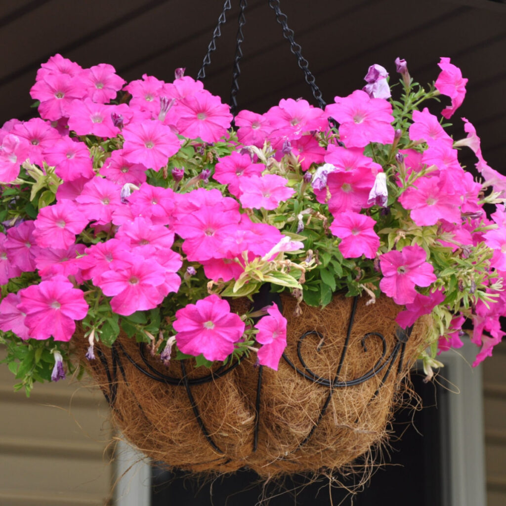 fertilize hanging baskets