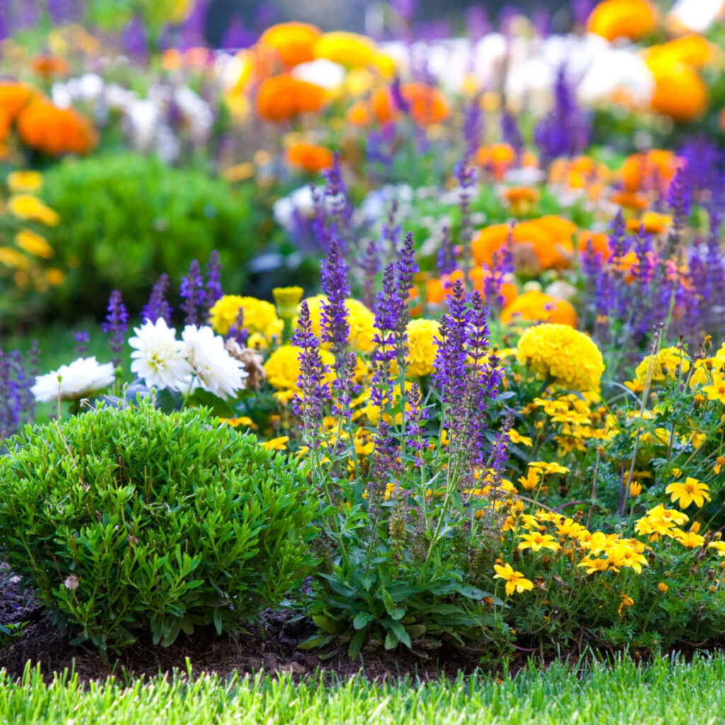 A flowerbed with lots of different plants and flowers growing